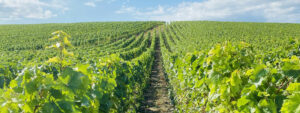 Champagne Brisson-Bazin